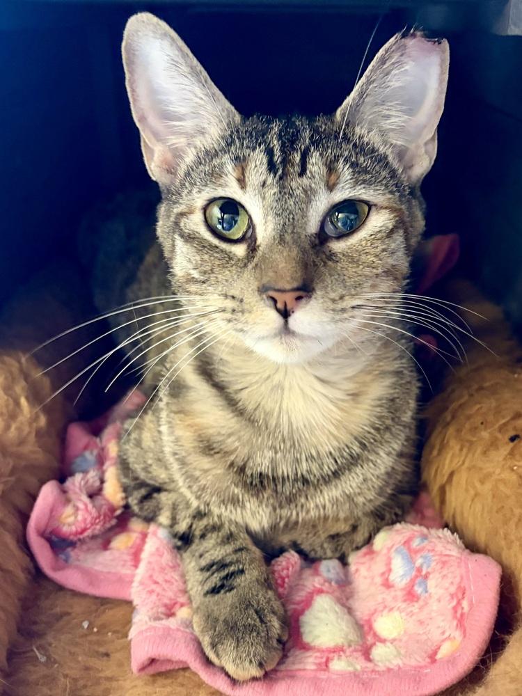 Sweet Pea, Adoptable, Young Female Domestic Short Hair.