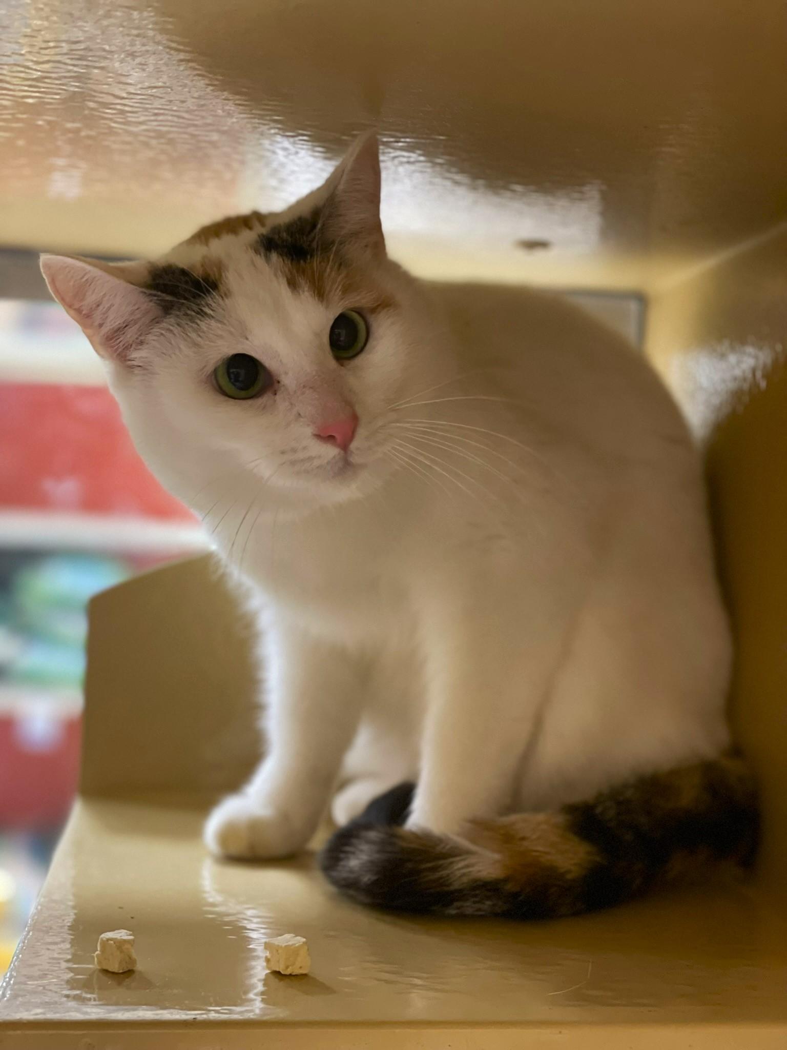 Penelope @ Canton PetSmart Habitat Michigan Ave, Adoptable, Young Female Calico & Tabby.