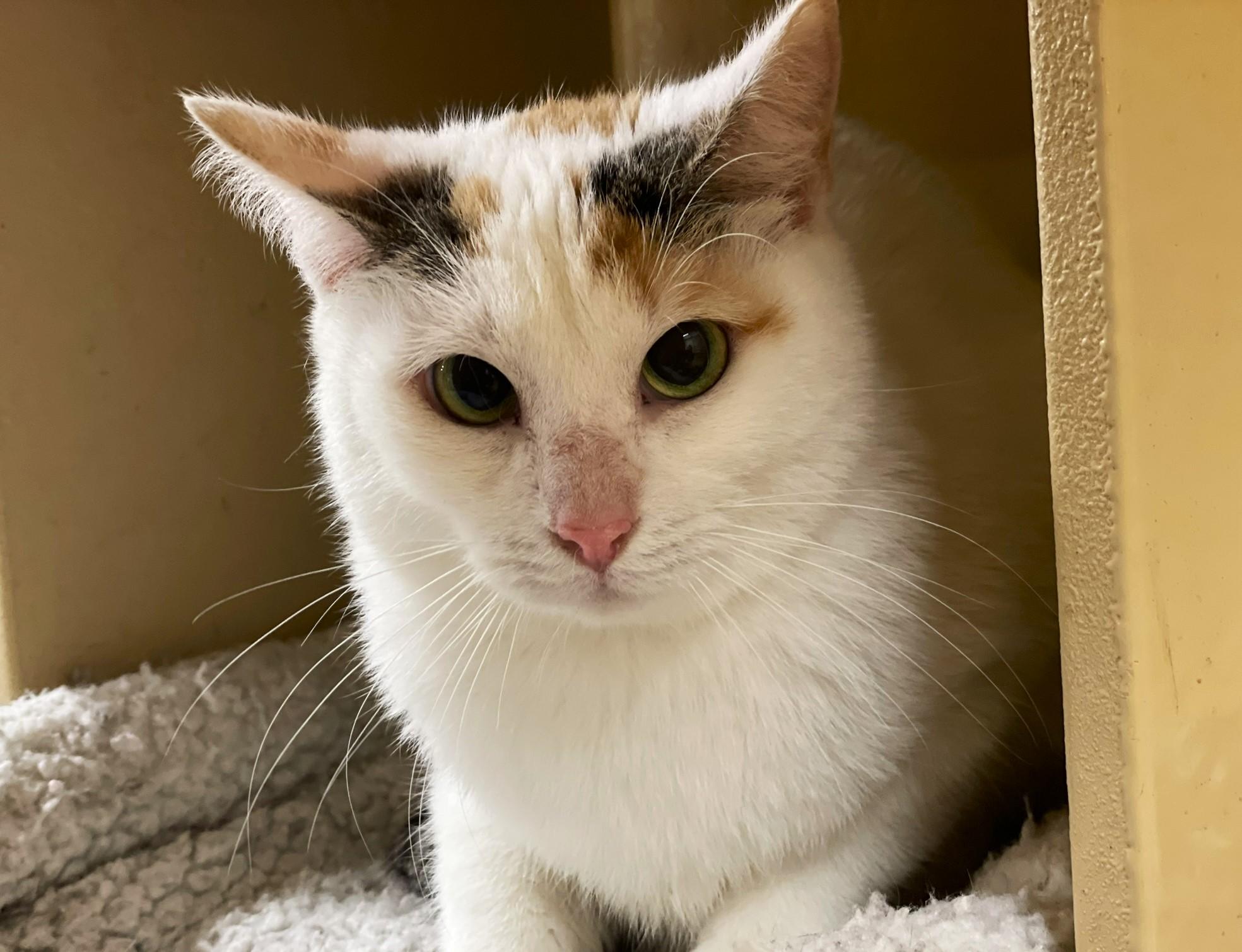 Penelope, a Adoptable mixed breed in Taylor, MI image 2/2