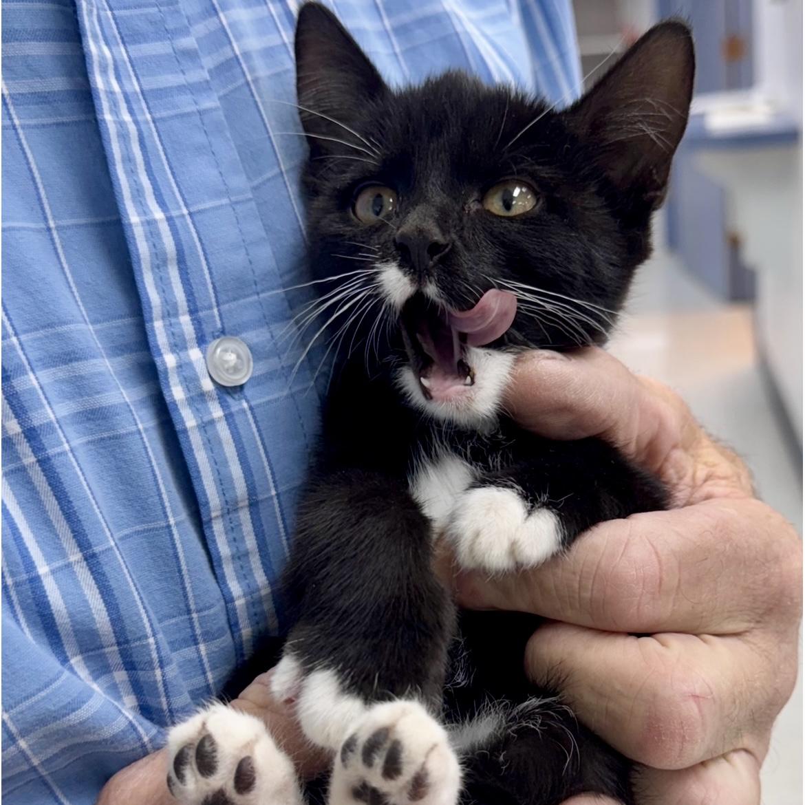 Dani, an adoptable Domestic Short Hair in Marfa, TX, 79843 | Photo Image 1