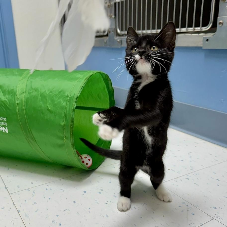 Dani, an adoptable Domestic Short Hair in Marfa, TX, 79843 | Photo Image 4