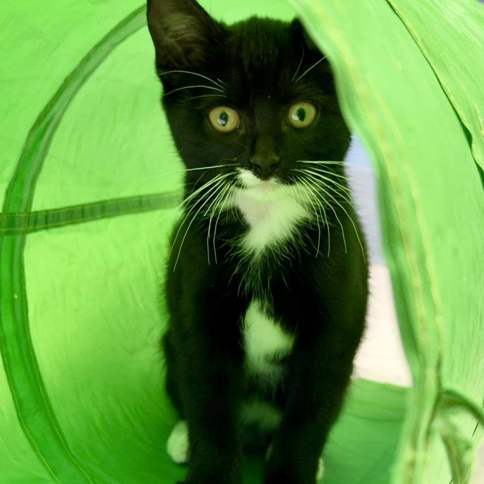 Dani, an adoptable Domestic Short Hair in Marfa, TX, 79843 | Photo Image 2