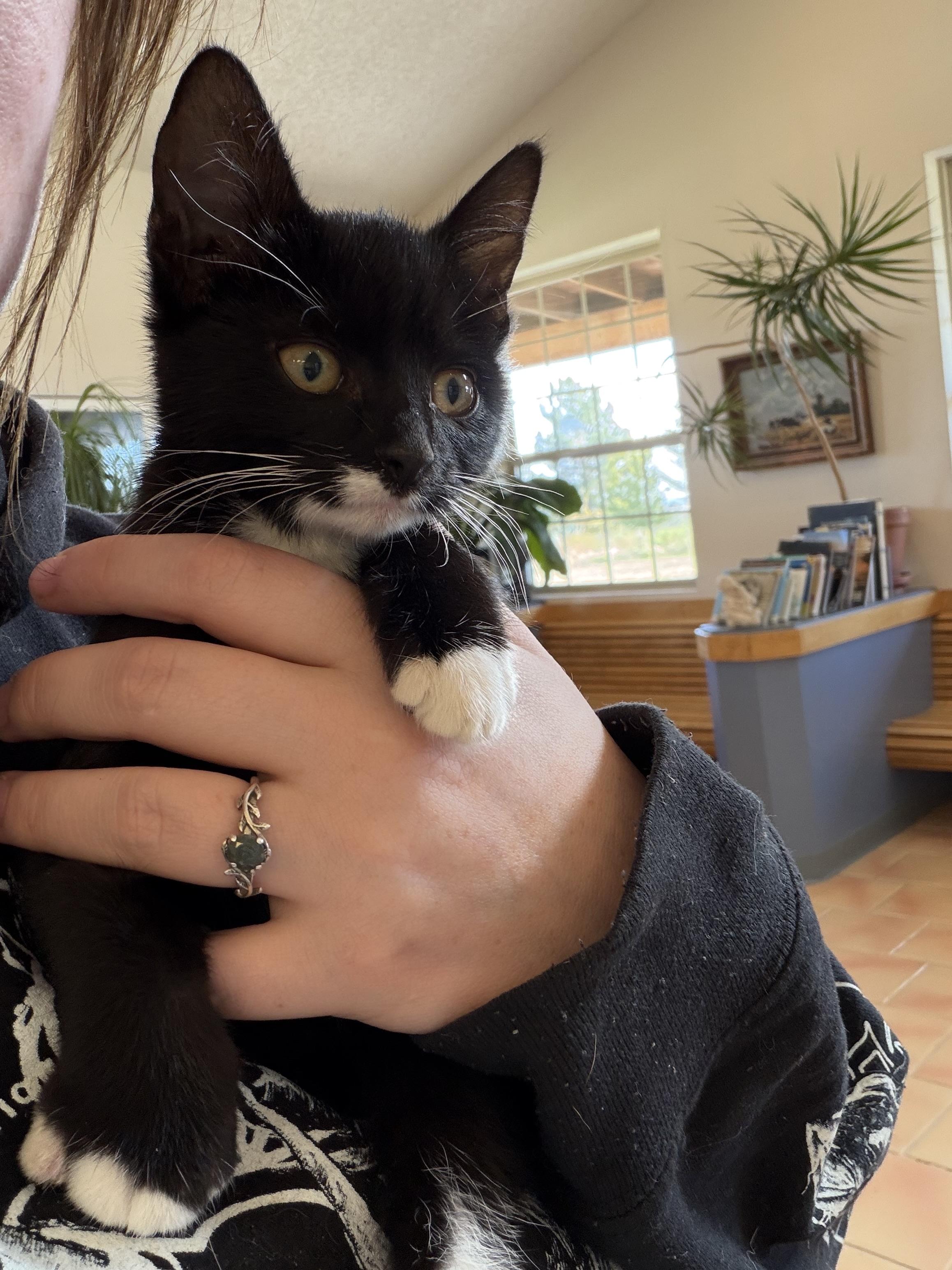 Dani, an adoptable Domestic Short Hair in Marfa, TX, 79843 | Photo Image 5