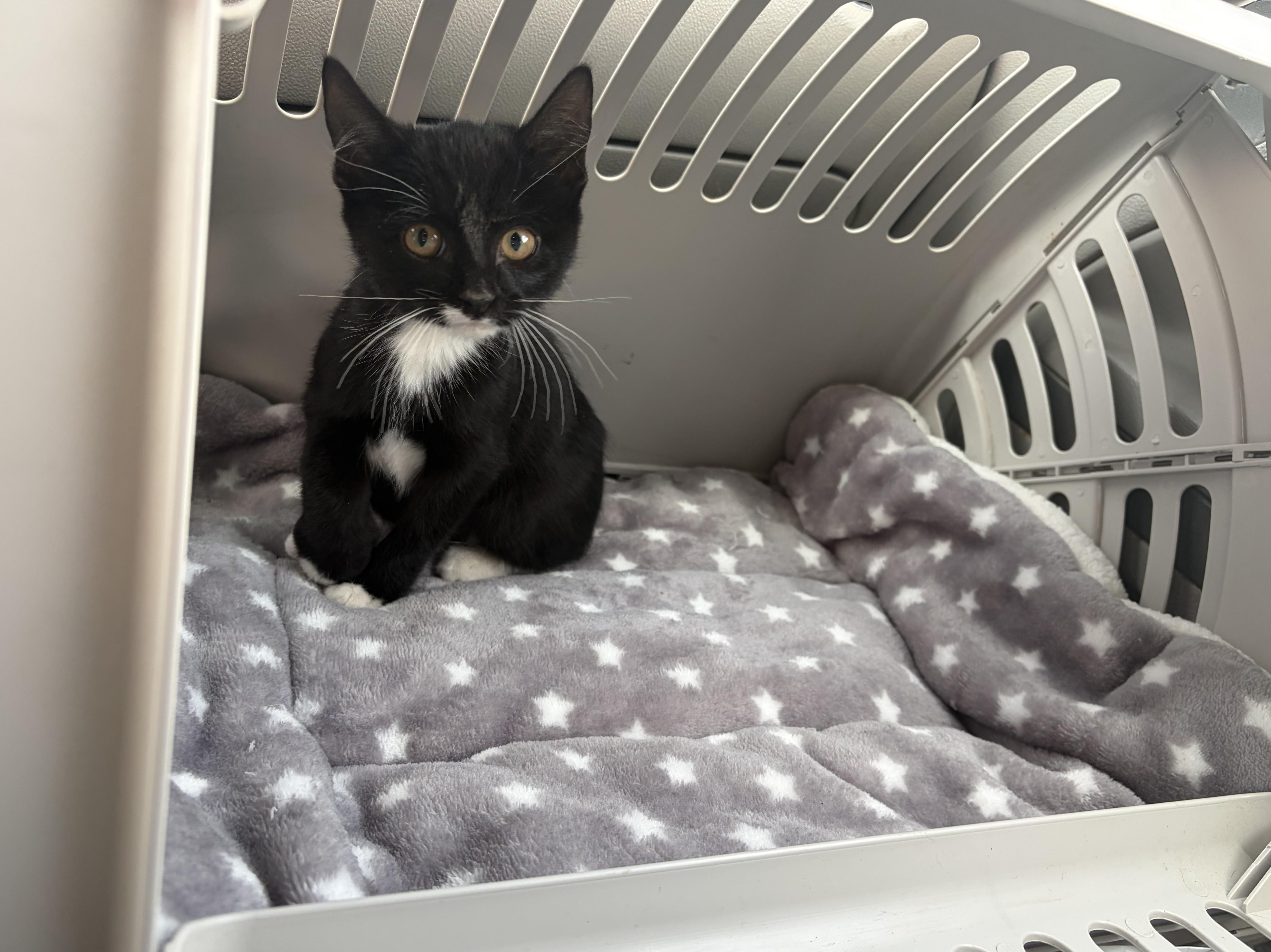 Dani, an adoptable Domestic Short Hair in Marfa, TX, 79843 | Photo Image 3