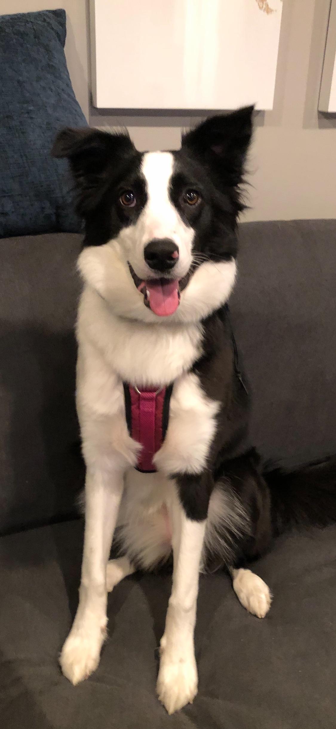 Ori, Adopted, Adult Female Border Collie.