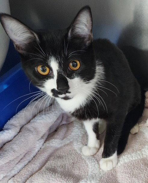 Kitten Godiva, Adopted, Kitten Female Domestic Short Hair.