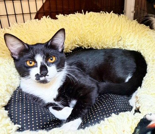 Enlarge Kitten Godiva, a Adopted Domestic Short Hair in Seal Beach, CA image 2/3