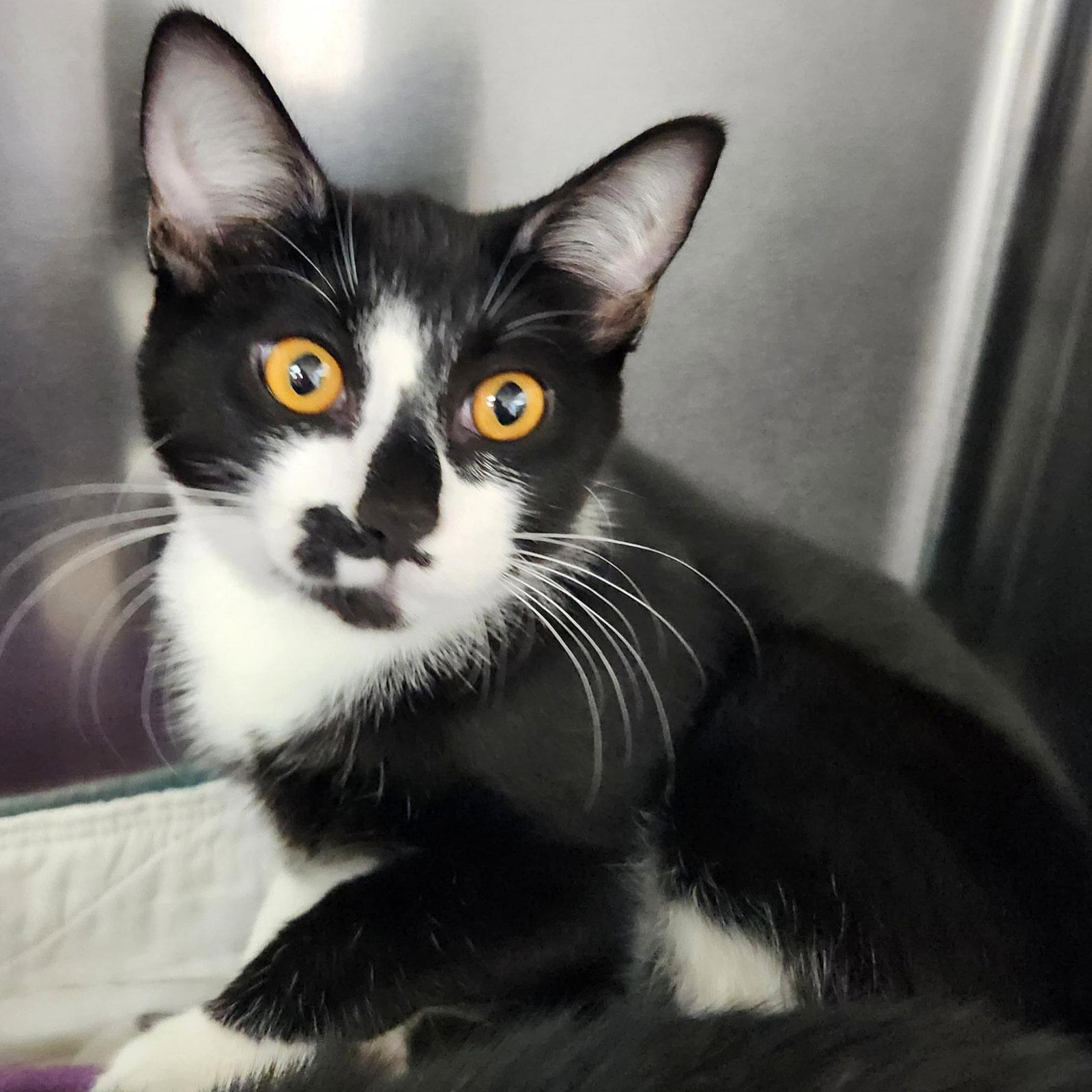 Enlarge Kitten Godiva, a Adopted Domestic Short Hair in Seal Beach, CA image 3/3