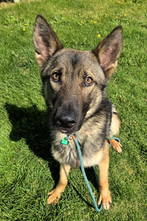 Jaeger 47081, Adoptable, Adult Male German Shepherd Dog.