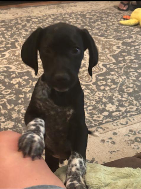 Enlarge Dodger, a Adoptable Flat-Coated Retriever in Midway, UT image 2/2