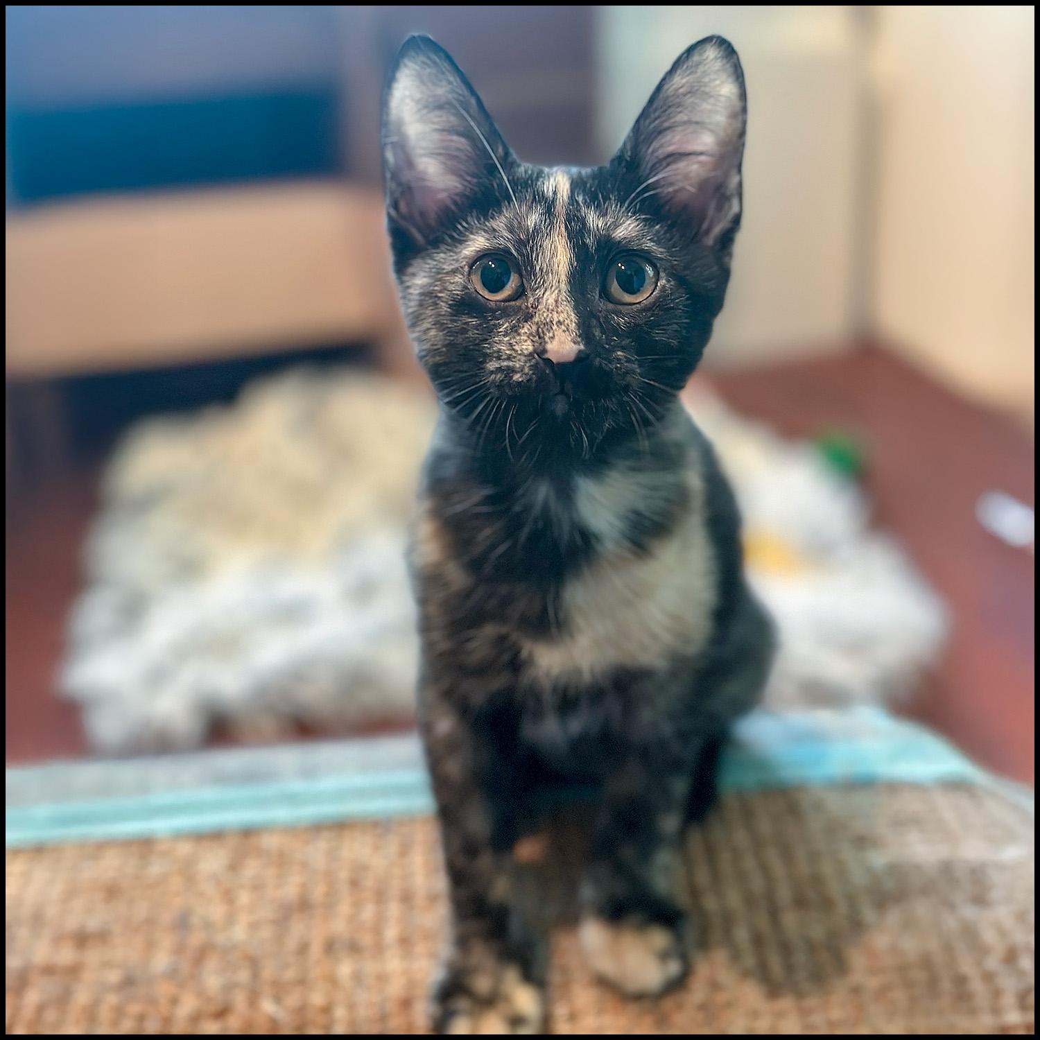 Enlarge Moe, an adoptable mixed breed in Roswell, GA image 1/3