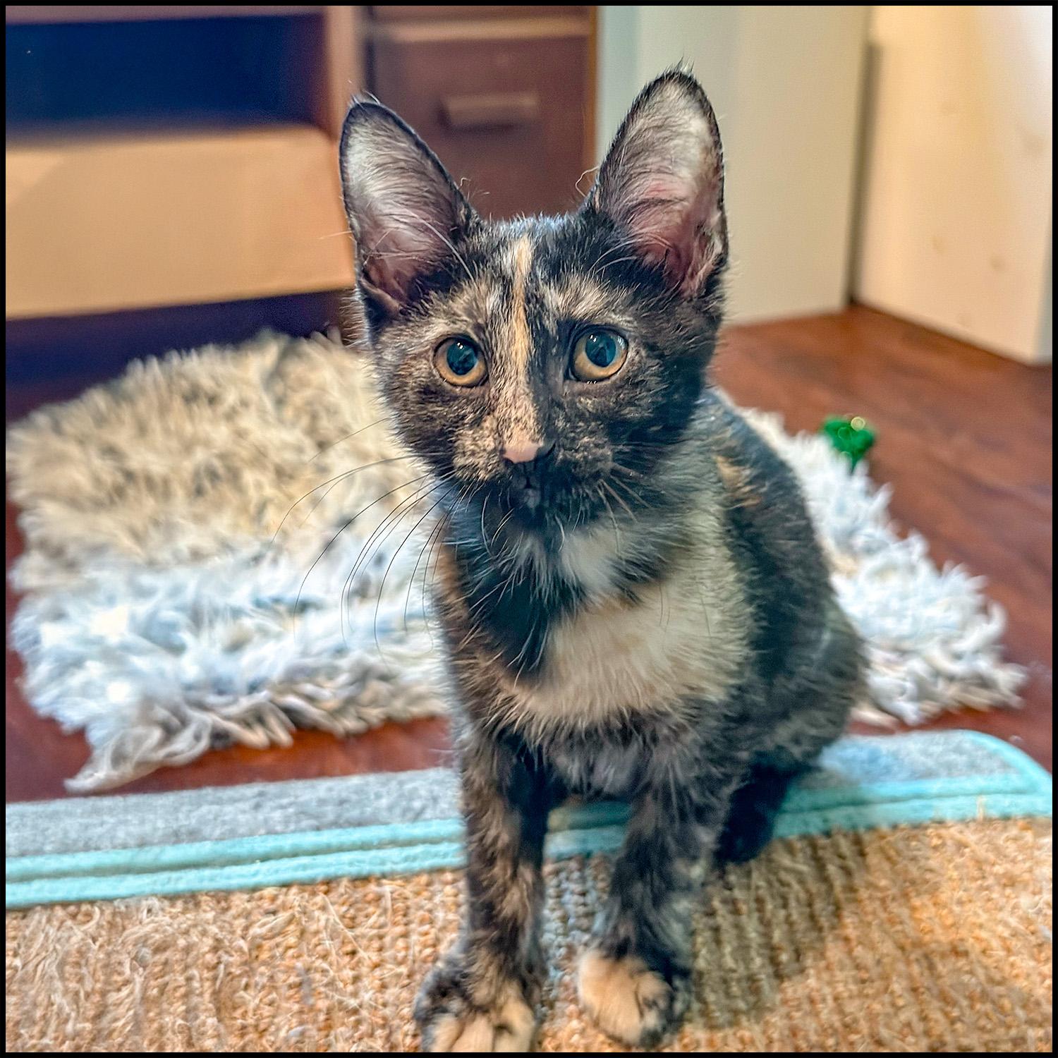 Enlarge Moe, an adoptable mixed breed in Roswell, GA image 3/3