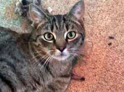 Catson