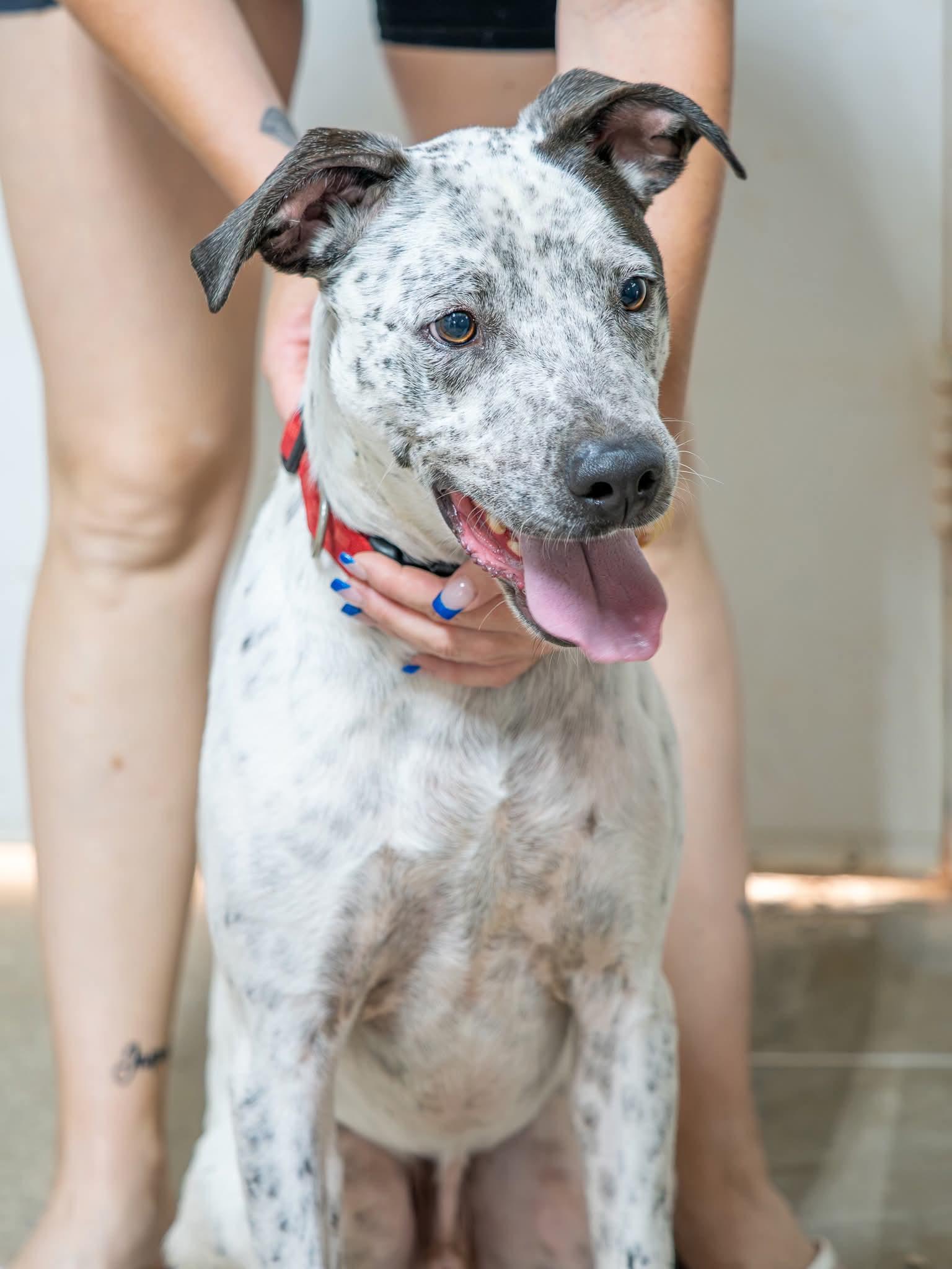 Enlarge Freddie, a Adoptable Australian Shepherd in Globe, AZ image 1/1