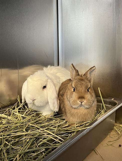 Enlarge PIPER, a Adoptable Netherland Dwarf in Toronto, ON image 1/1
