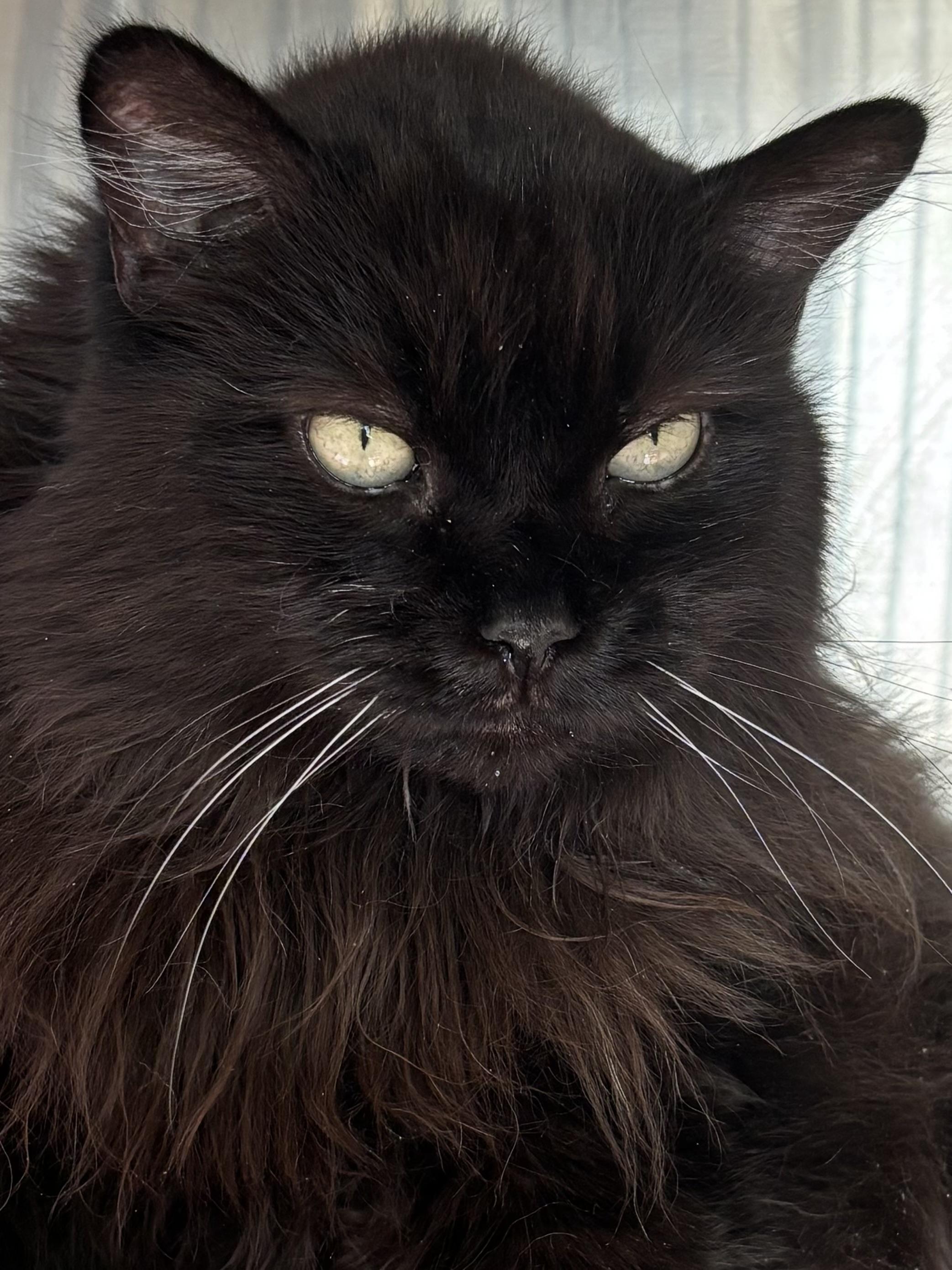Enlarge Meow Mix, a Adoptable Domestic Long Hair in Manchester, NH image 1/6