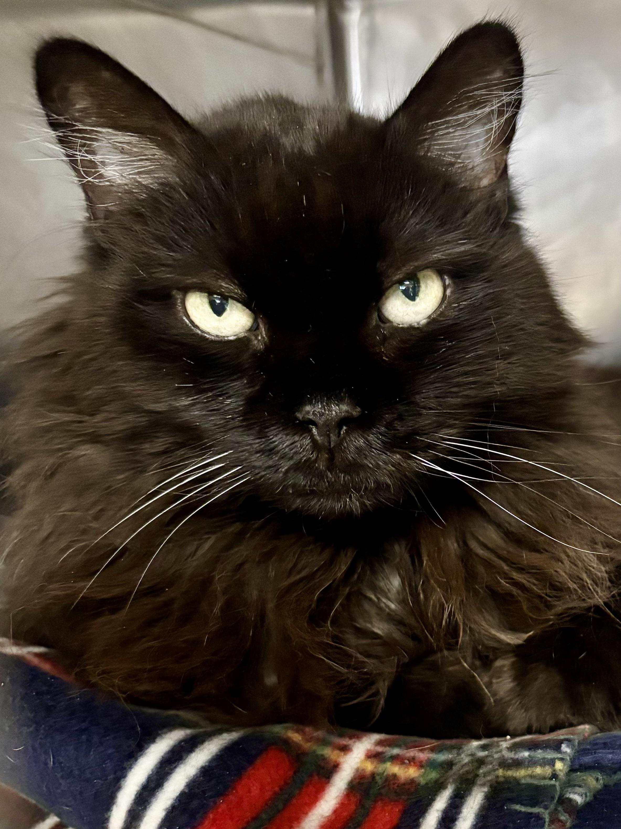 Meow Mix, Adoptable, Senior Female Domestic Long Hair.