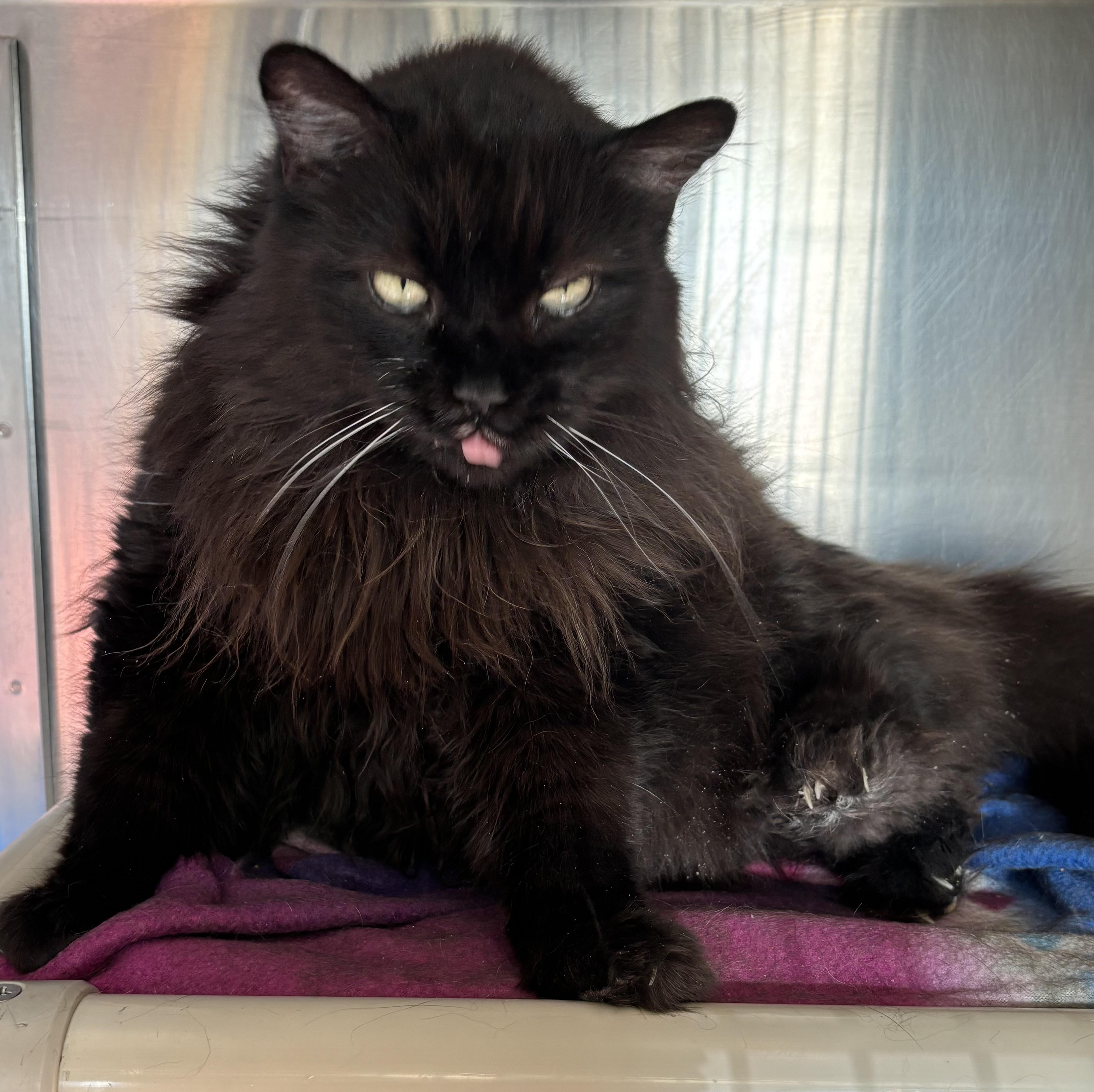 Enlarge Meow Mix, a Adoptable Domestic Long Hair in Manchester, NH image 3/6