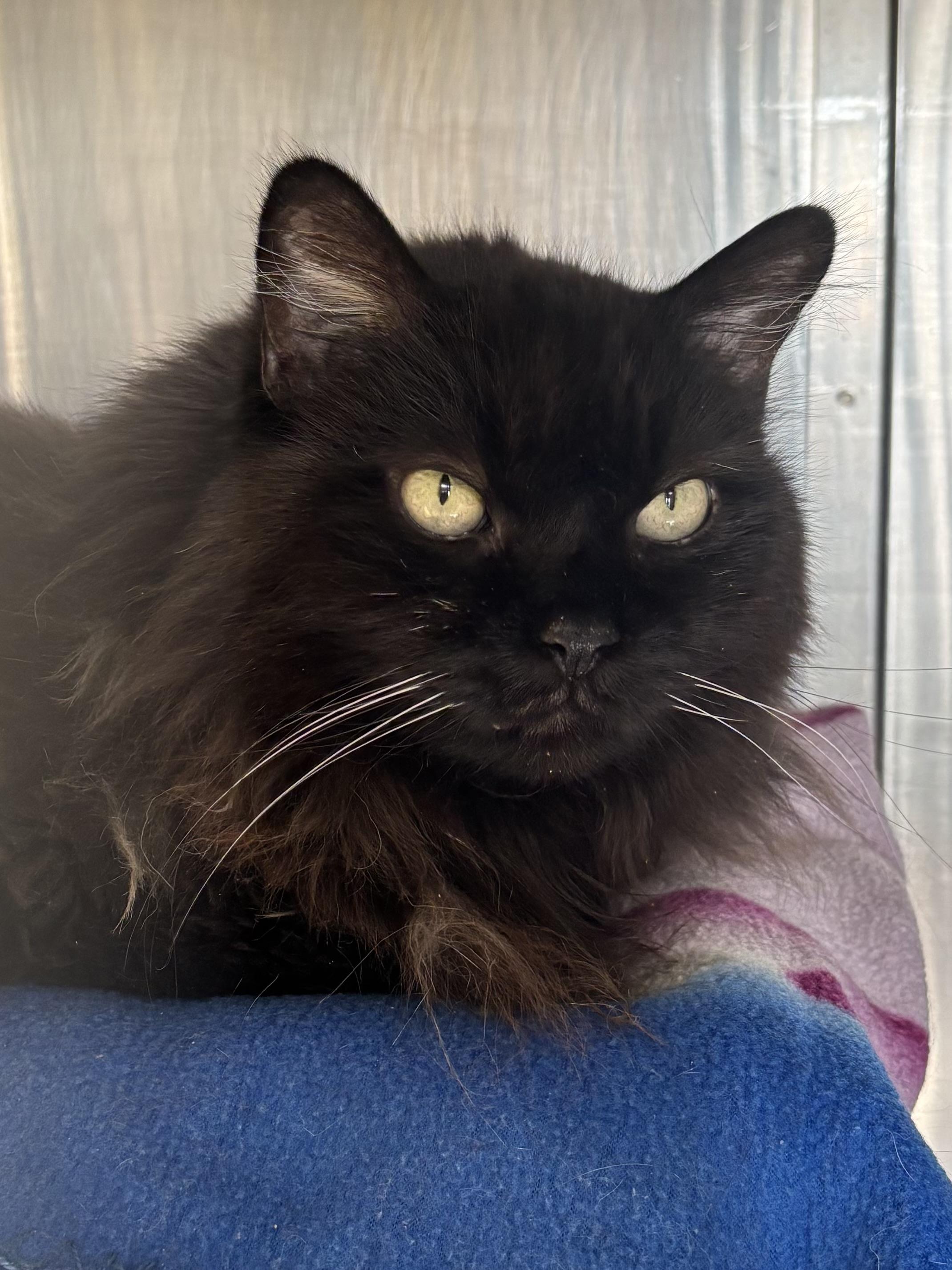 Enlarge Meow Mix, a Adoptable Domestic Long Hair in Manchester, NH image 4/6