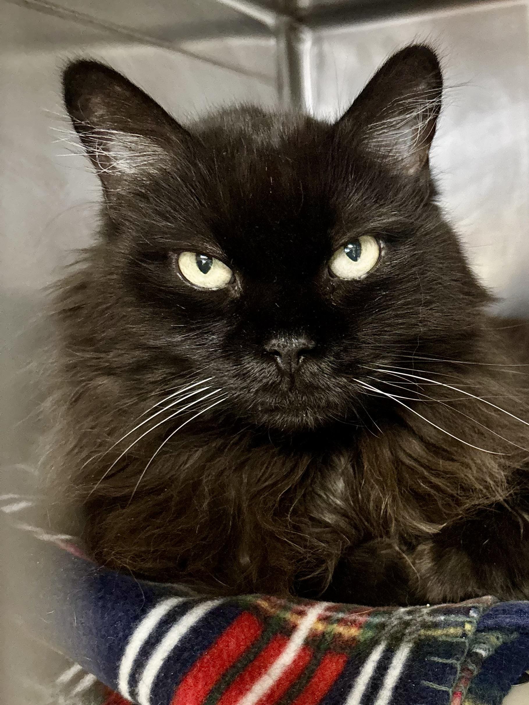 Enlarge Meow Mix, a Adoptable Domestic Long Hair in Manchester, NH image 2/3