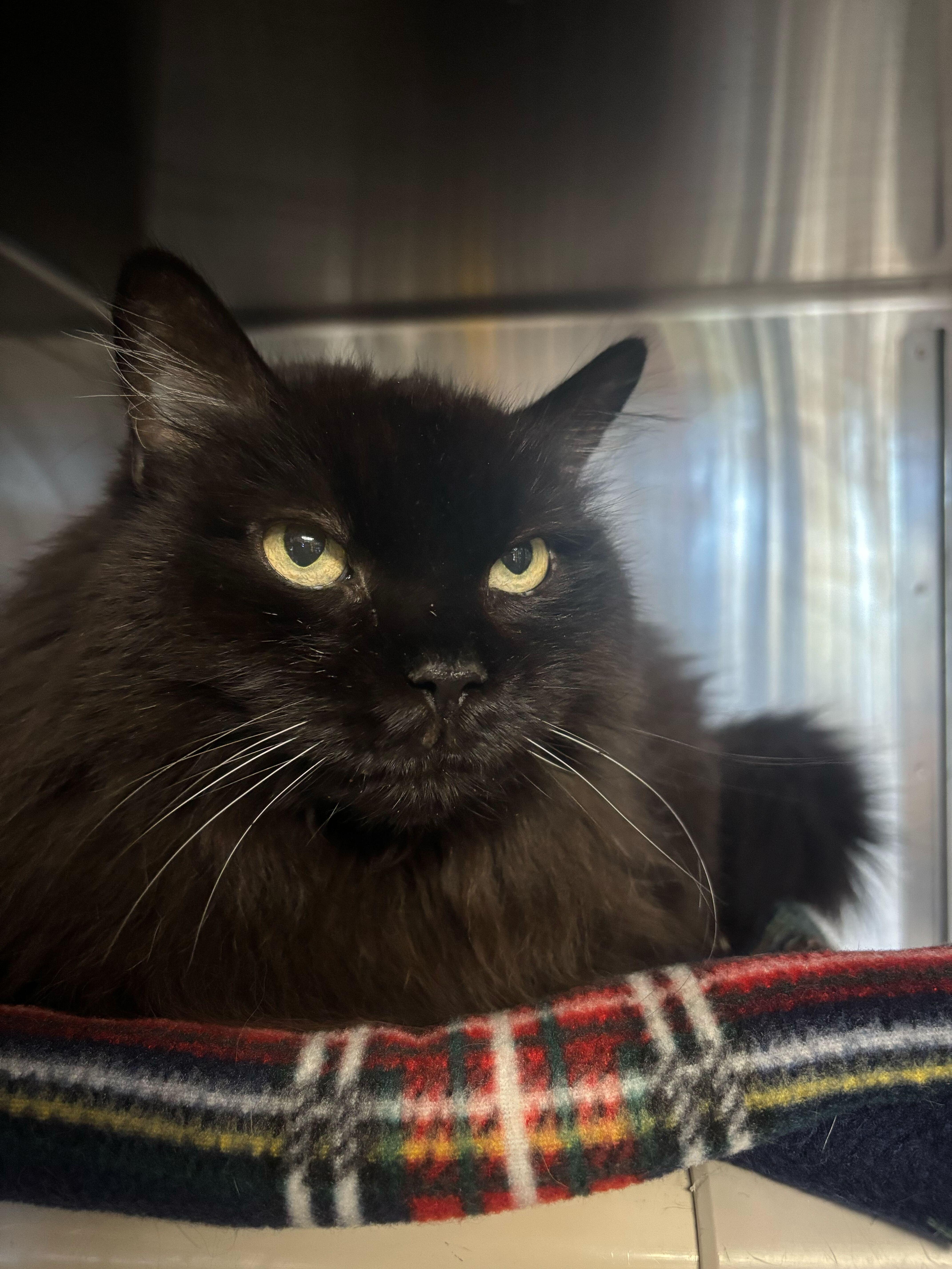 Enlarge Meow Mix, a Adoptable Domestic Long Hair in Manchester, NH image 3/3