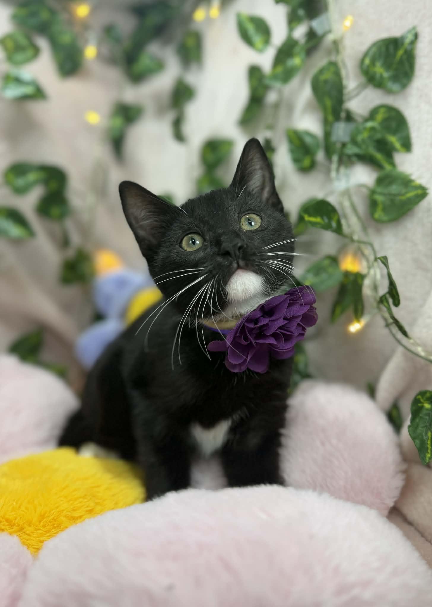 Blair , ADOPTABLE, Kitten Female Tuxedo.