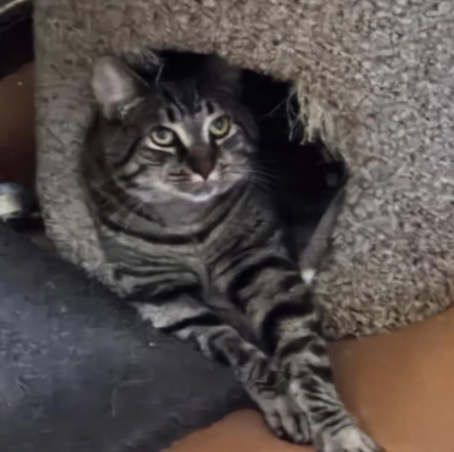 PEPPERMINT PATTY, a Adoptable Domestic Short Hair in Spotswood, NJ image 2/6