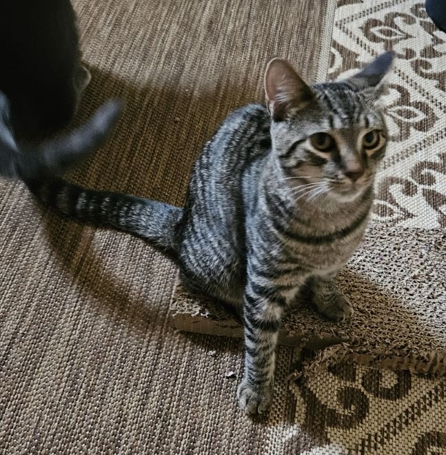 PEPPERMINT PATTY, a Adoptable Domestic Short Hair in Spotswood, NJ image 1/6