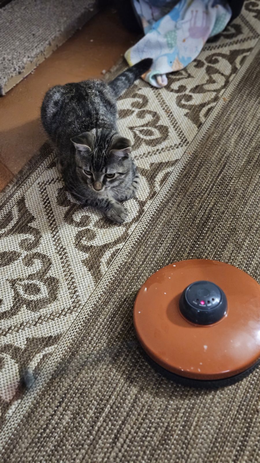 PEPPERMINT PATTY, a Adoptable Domestic Short Hair in Spotswood, NJ image 6/6