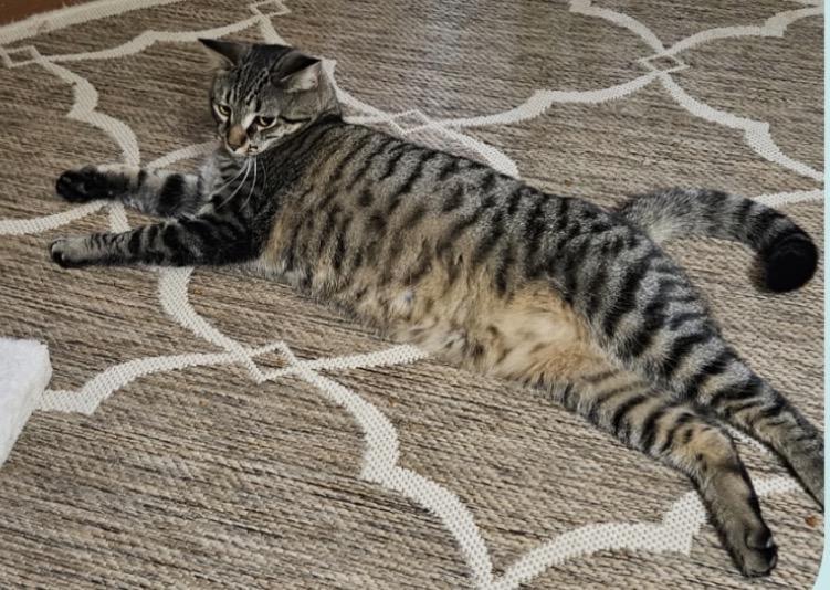 PEPPERMINT PATTY, Adoptable, Young Female Domestic Short Hair.