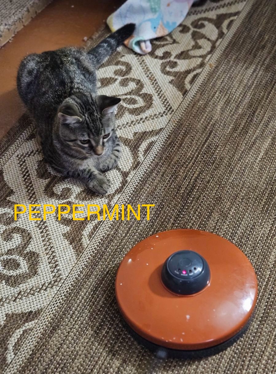 PEPPERMINT PATTY, a Adoptable Domestic Short Hair in Spotswood, NJ image 2/6