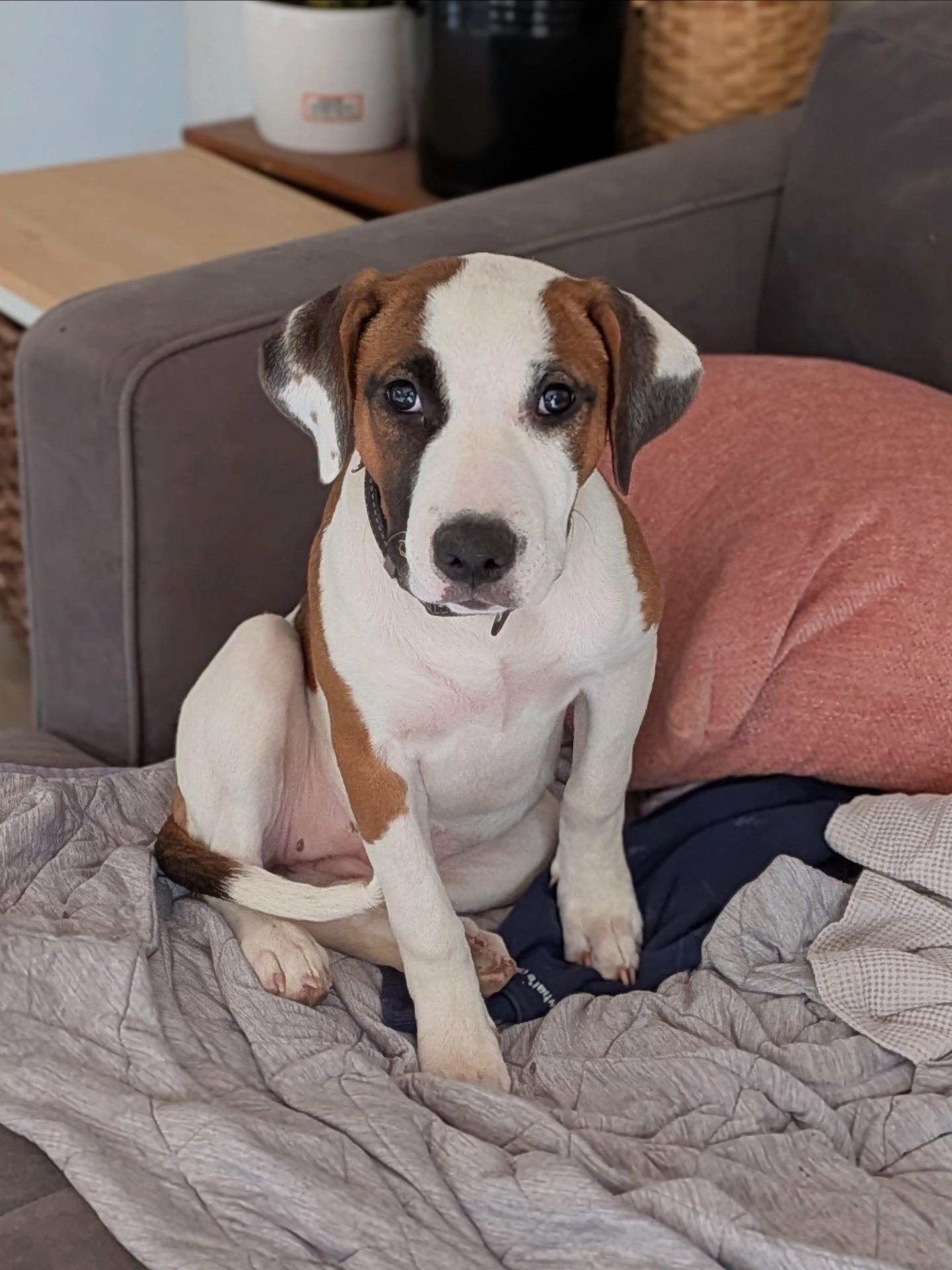 Mead, ADOPTABLE, Puppy Female Bull Terrier & Hound.