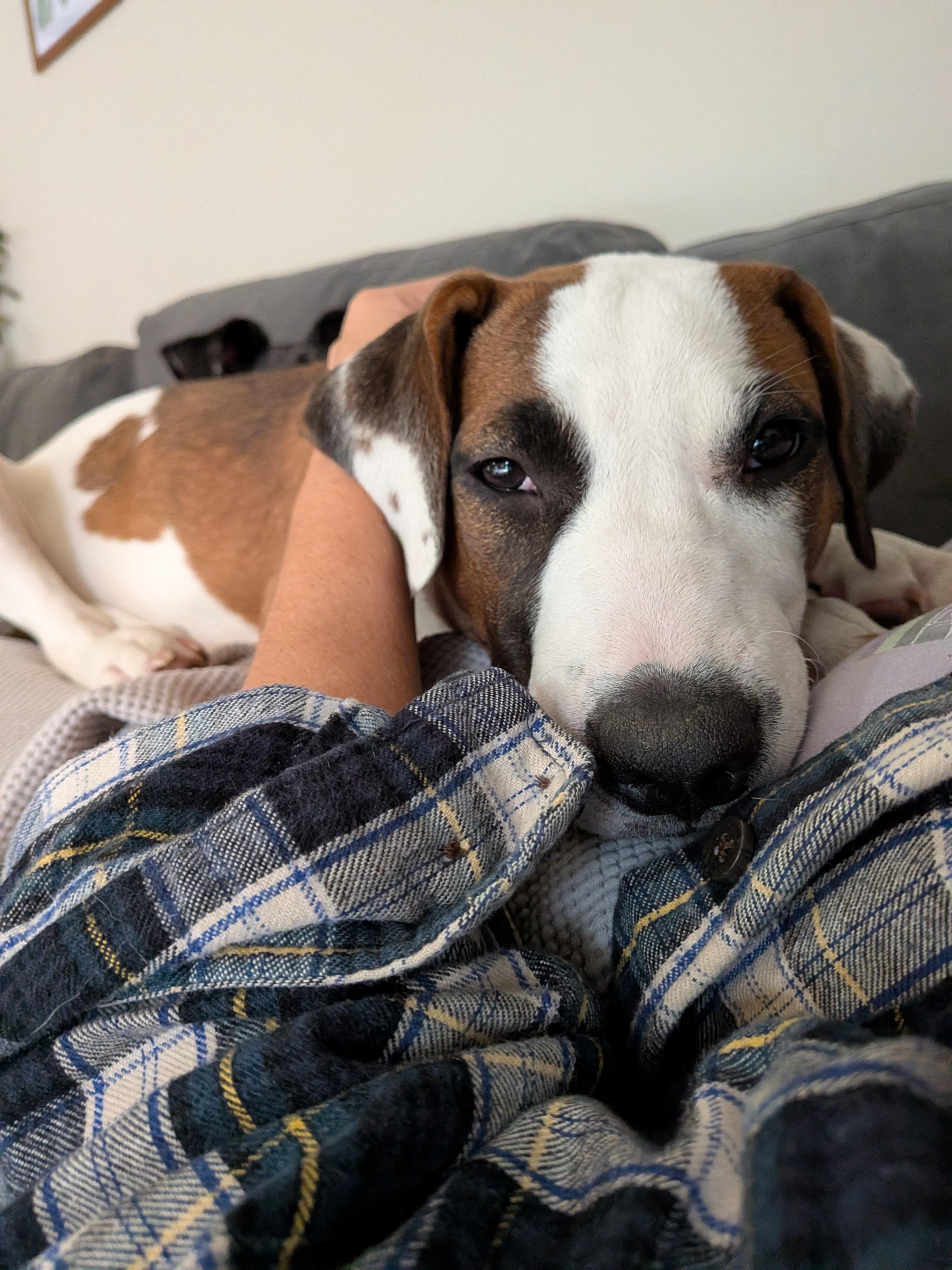 Mead, a ADOPTABLE mixed breed in Austin, TX image 2/6