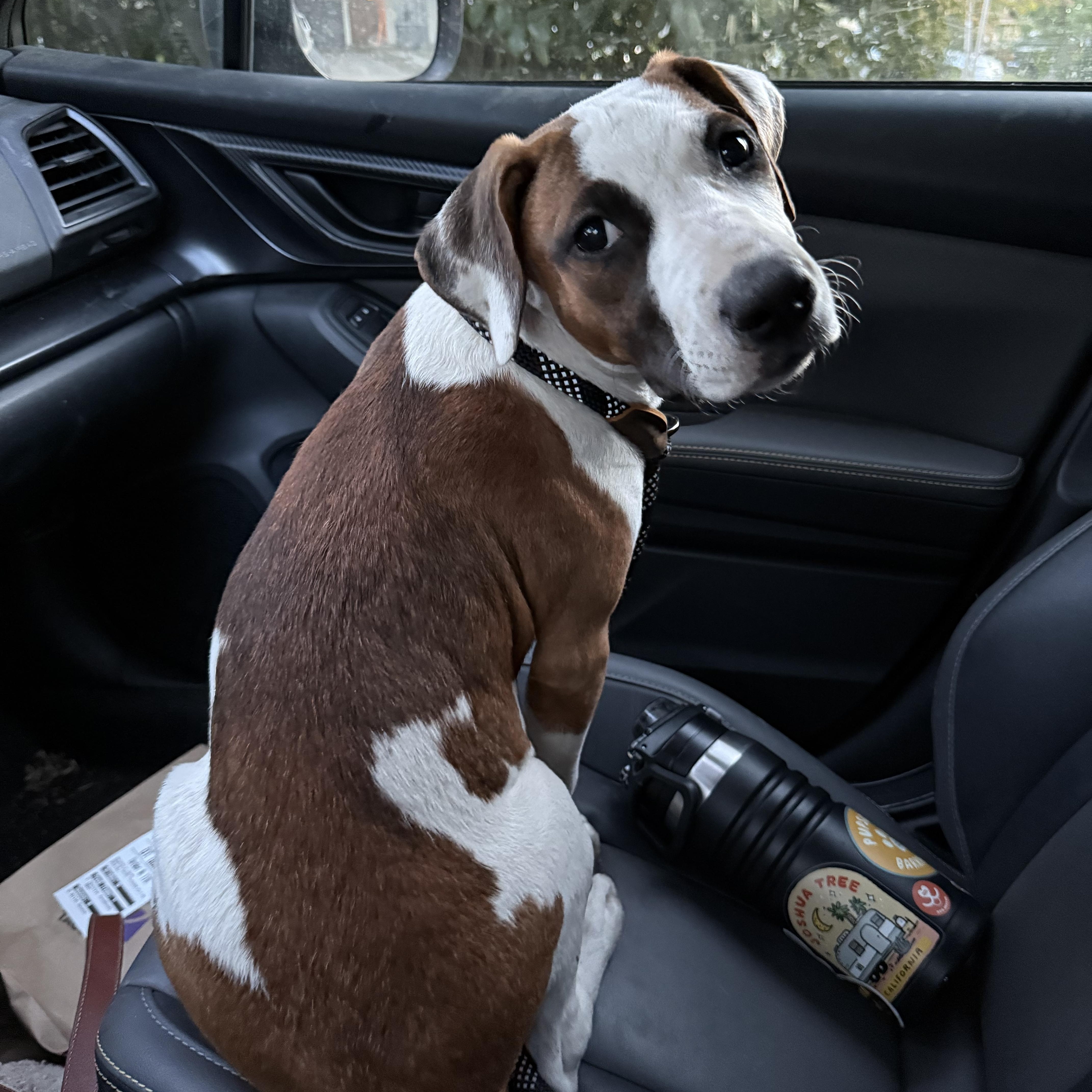 Mead, adopted, Puppy Female Bull Terrier & Hound.