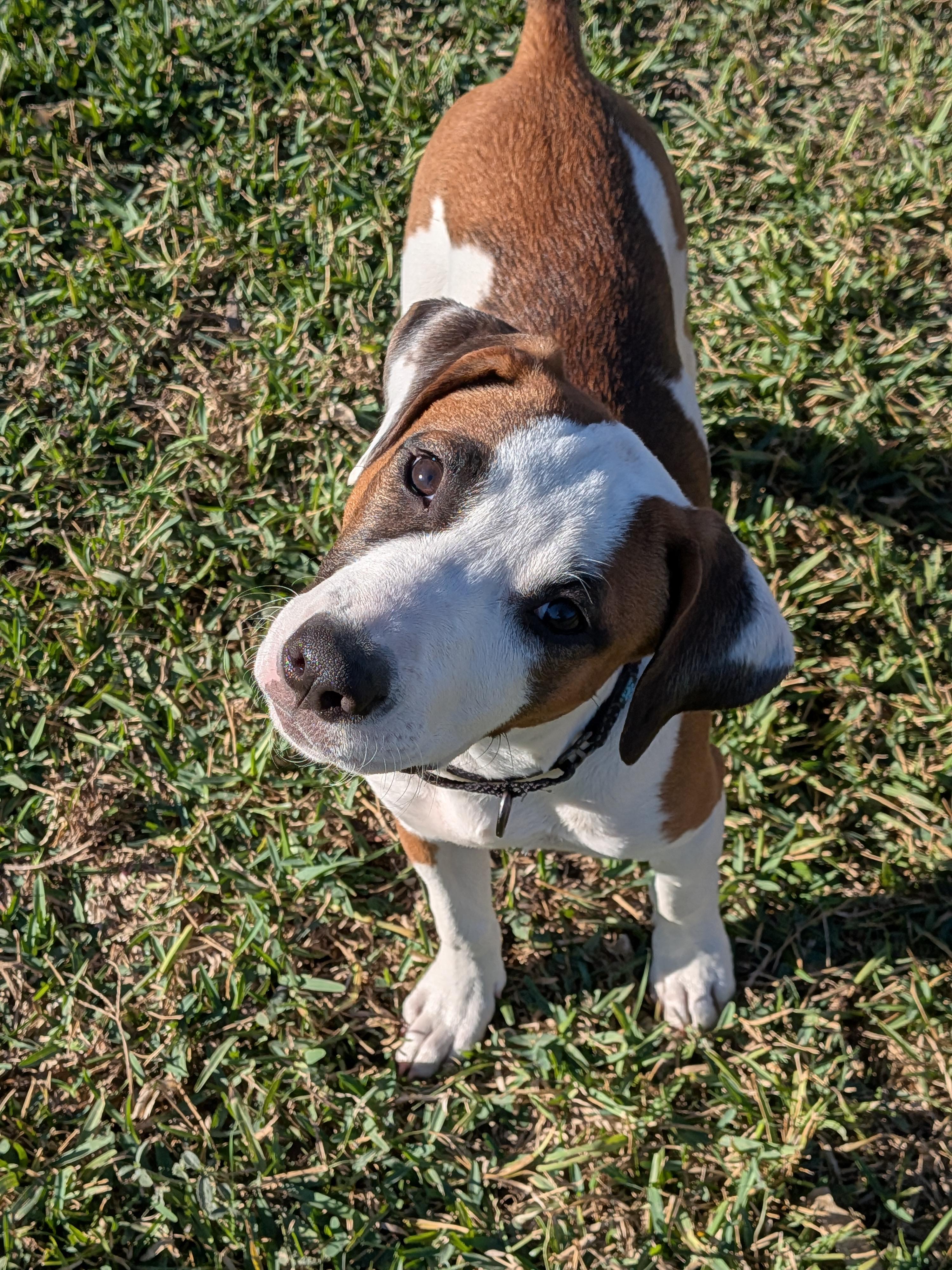 Mead, a ADOPTABLE mixed breed in Austin, TX image 4/6