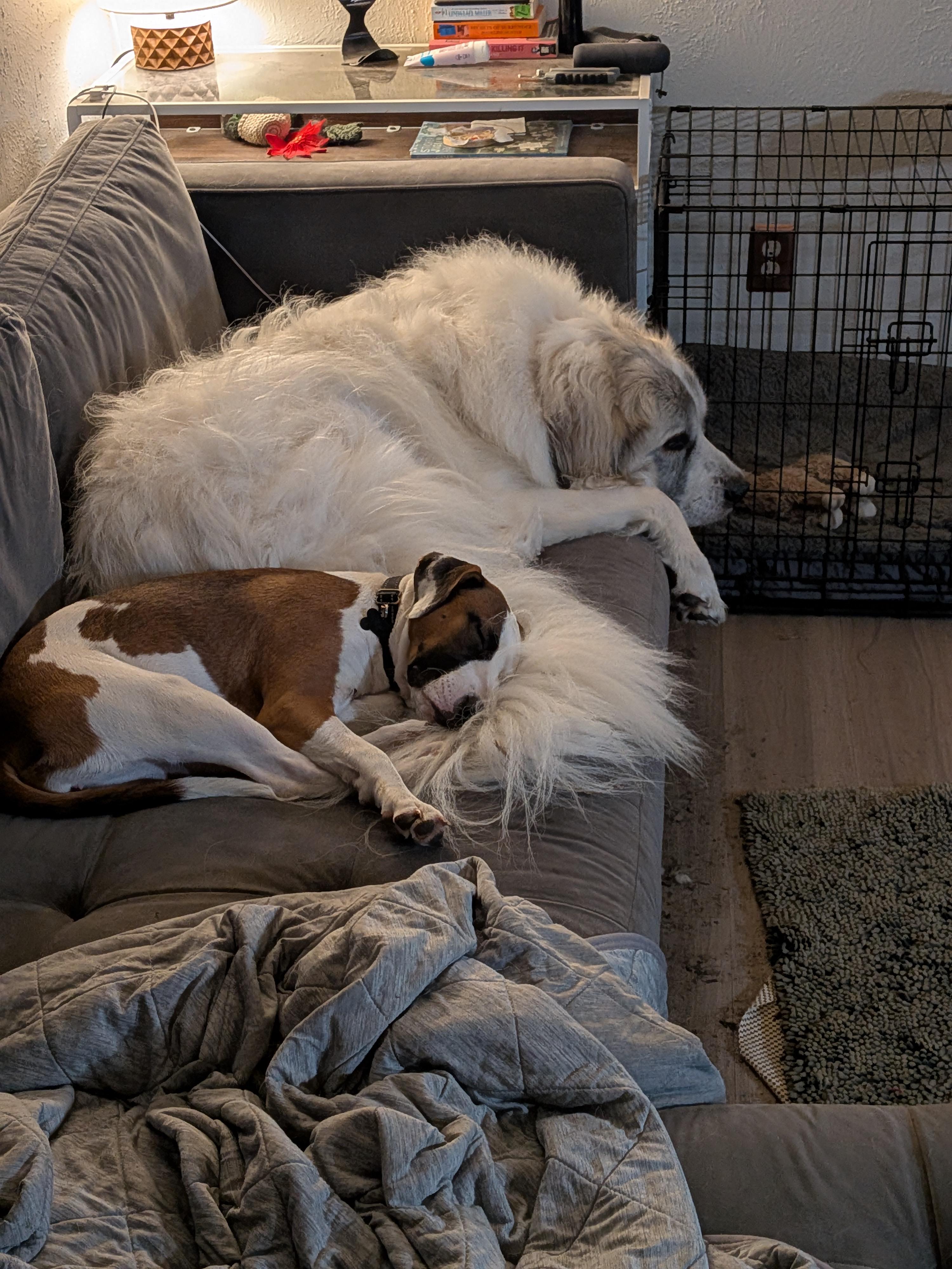 Mead, a ADOPTABLE mixed breed in Austin, TX image 5/6