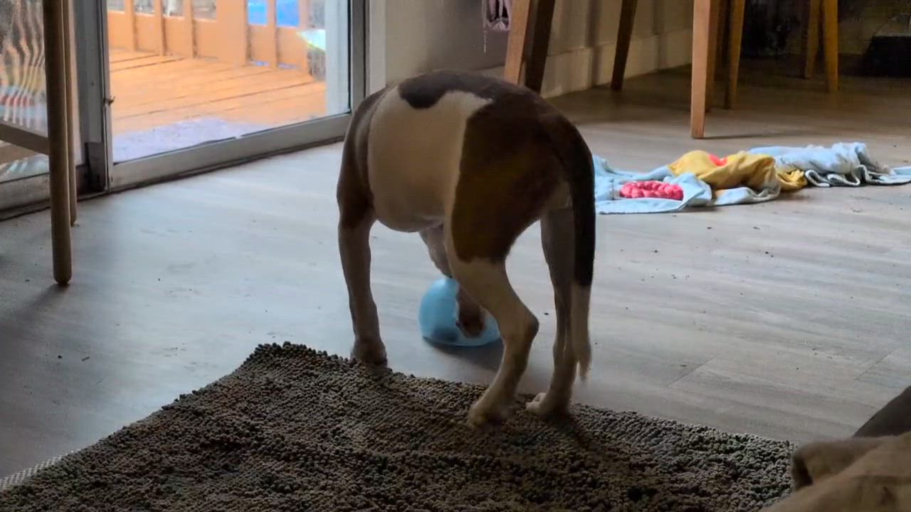 Enlarge Mead, a ADOPTABLE mixed breed in Austin, TX video 6/6