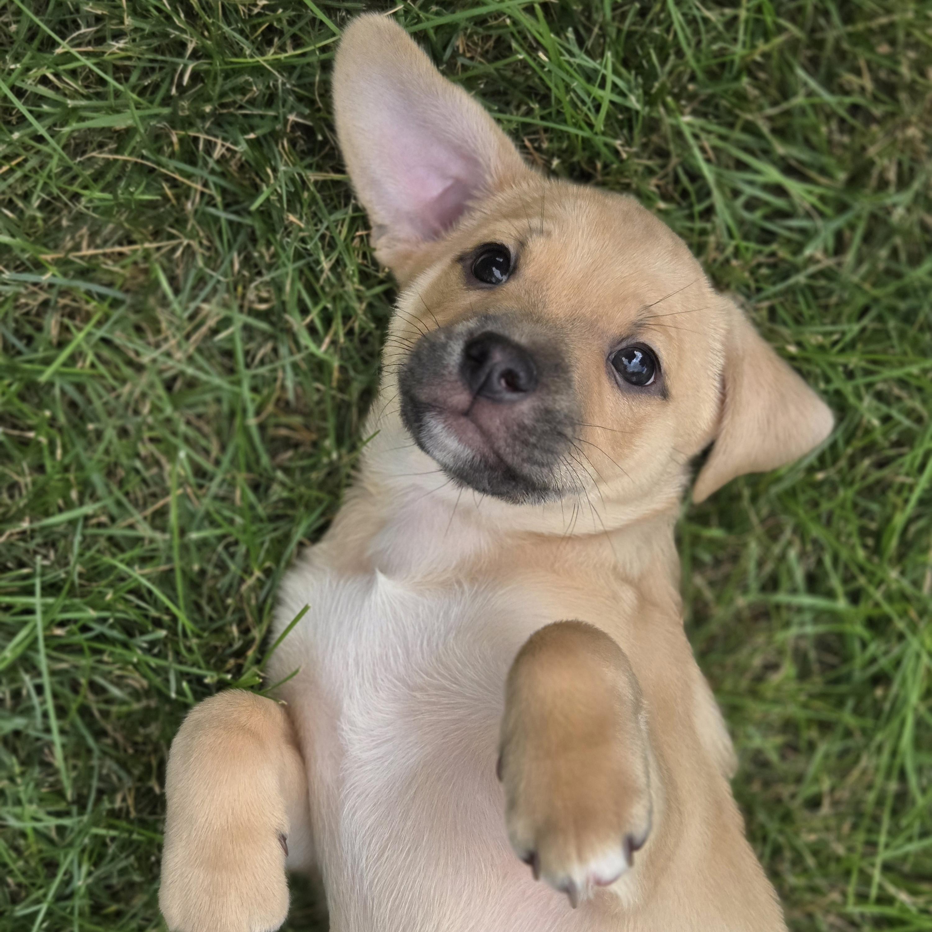 Georgie, an adoptable Puggle, Mixed Breed in Normal, IL, 61761 | Photo Image 2