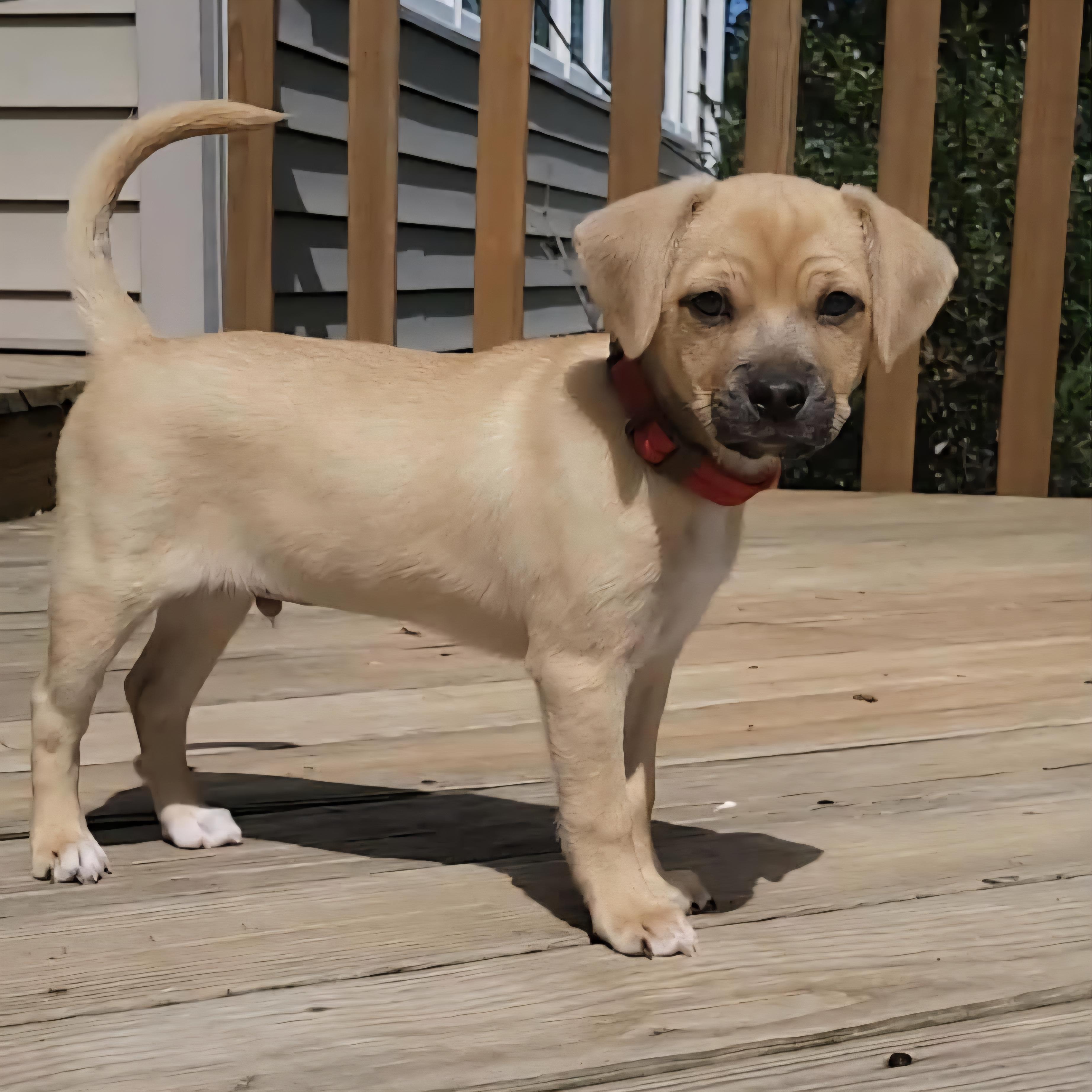 Georgie, an adoptable Puggle, Mixed Breed in Normal, IL, 61761 | Photo Image 4