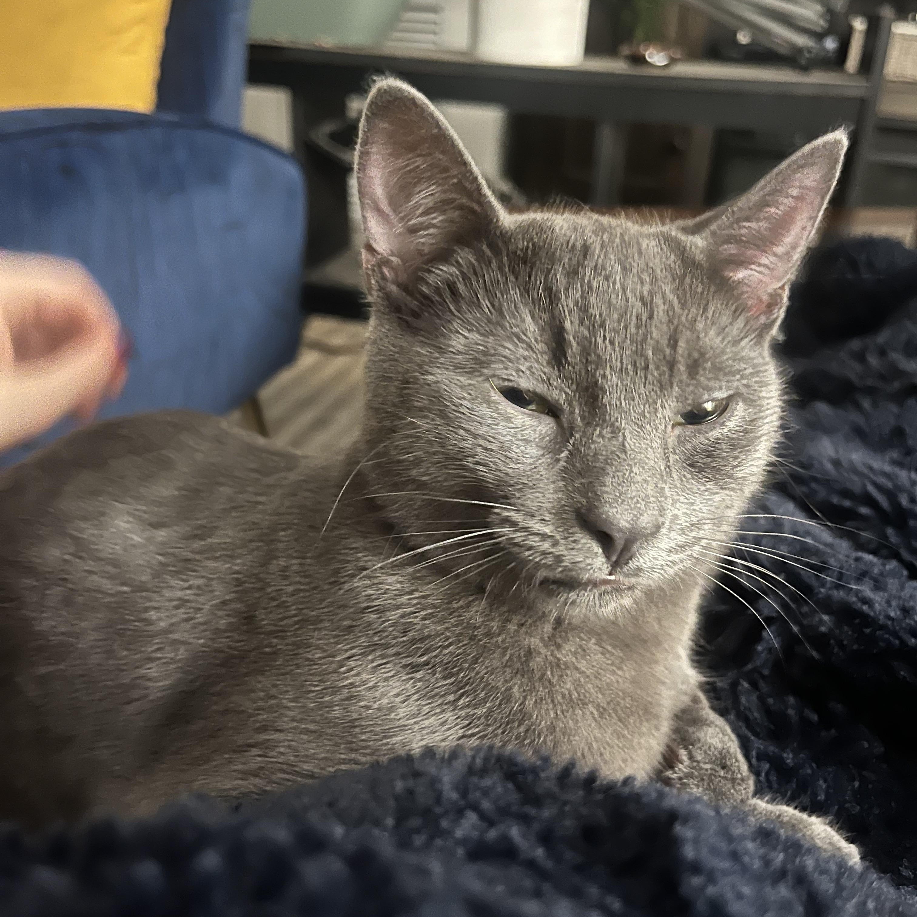 Enlarge Mookie *MUST BE ADOPTED AS A BUDDY CAT*, a ADOPTABLE Domestic Short Hair in Toronto, ON image 3/4