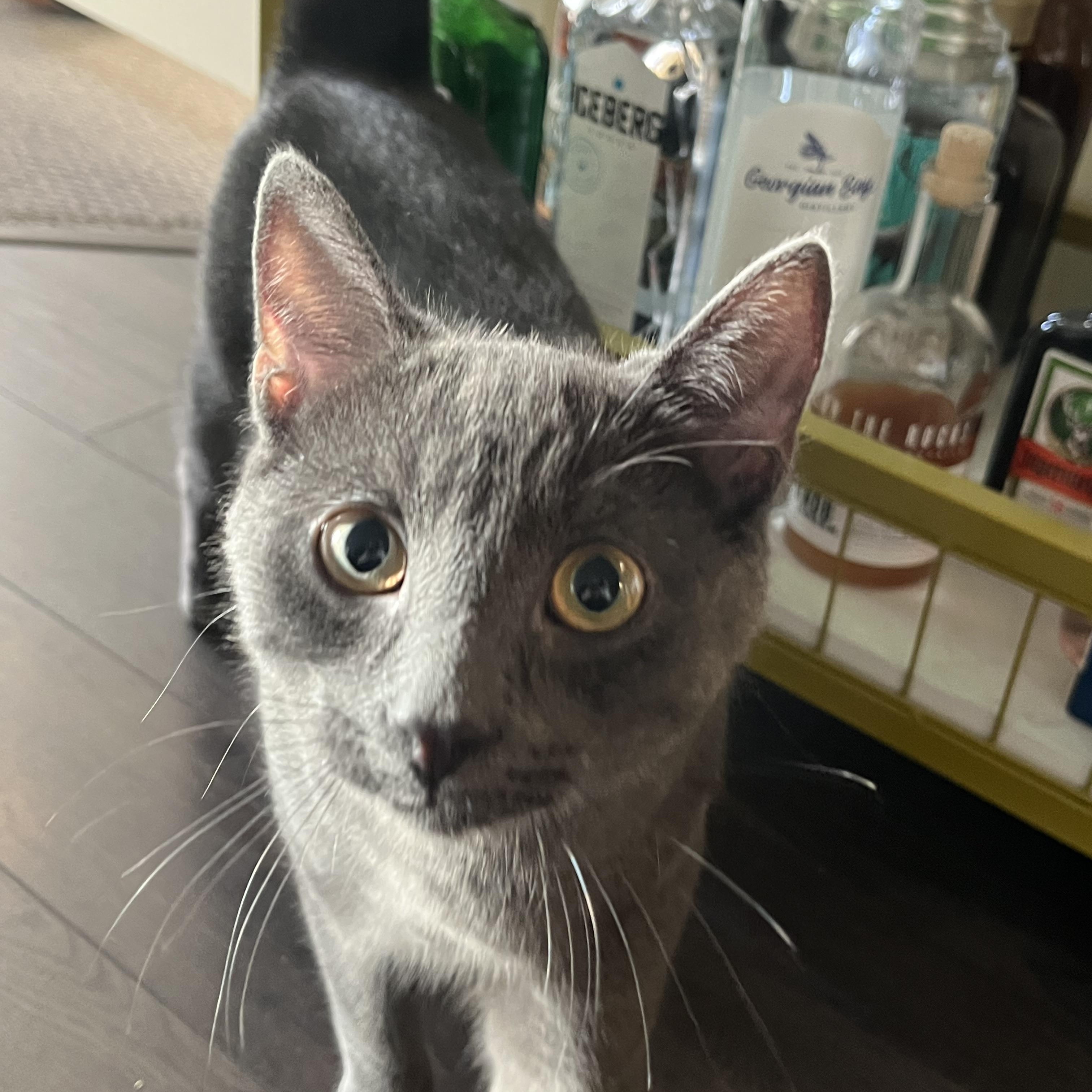 Enlarge Mookie *MUST BE ADOPTED AS A BUDDY CAT*, a ADOPTABLE Domestic Short Hair in Toronto, ON image 2/4