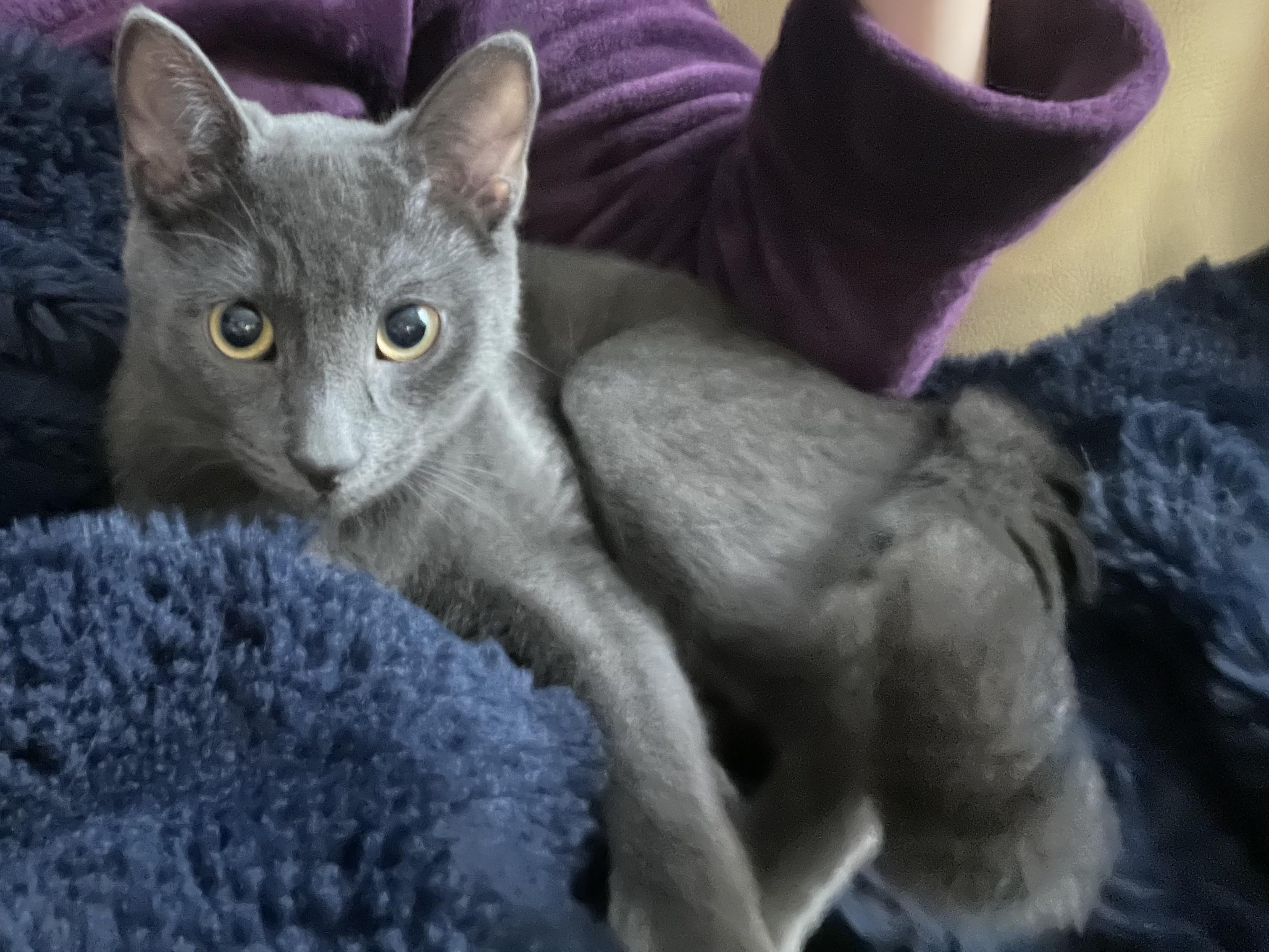 Enlarge Mookie *MUST BE ADOPTED AS A BUDDY CAT*, a ADOPTABLE Domestic Short Hair in Toronto, ON image 4/4