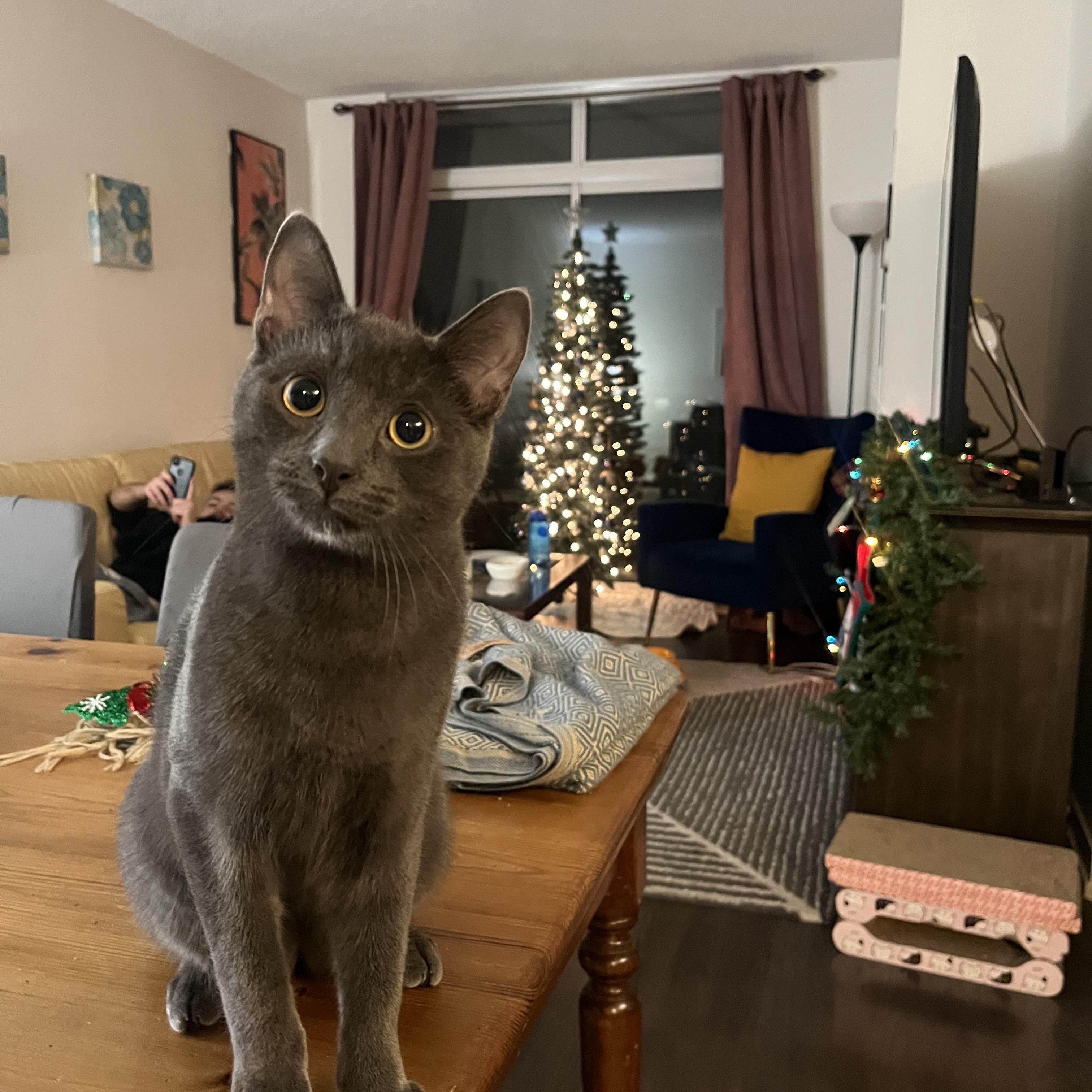 Enlarge Mookie *MUST BE ADOPTED AS A BUDDY CAT*, a ADOPTABLE Domestic Short Hair in Toronto, ON image 1/4