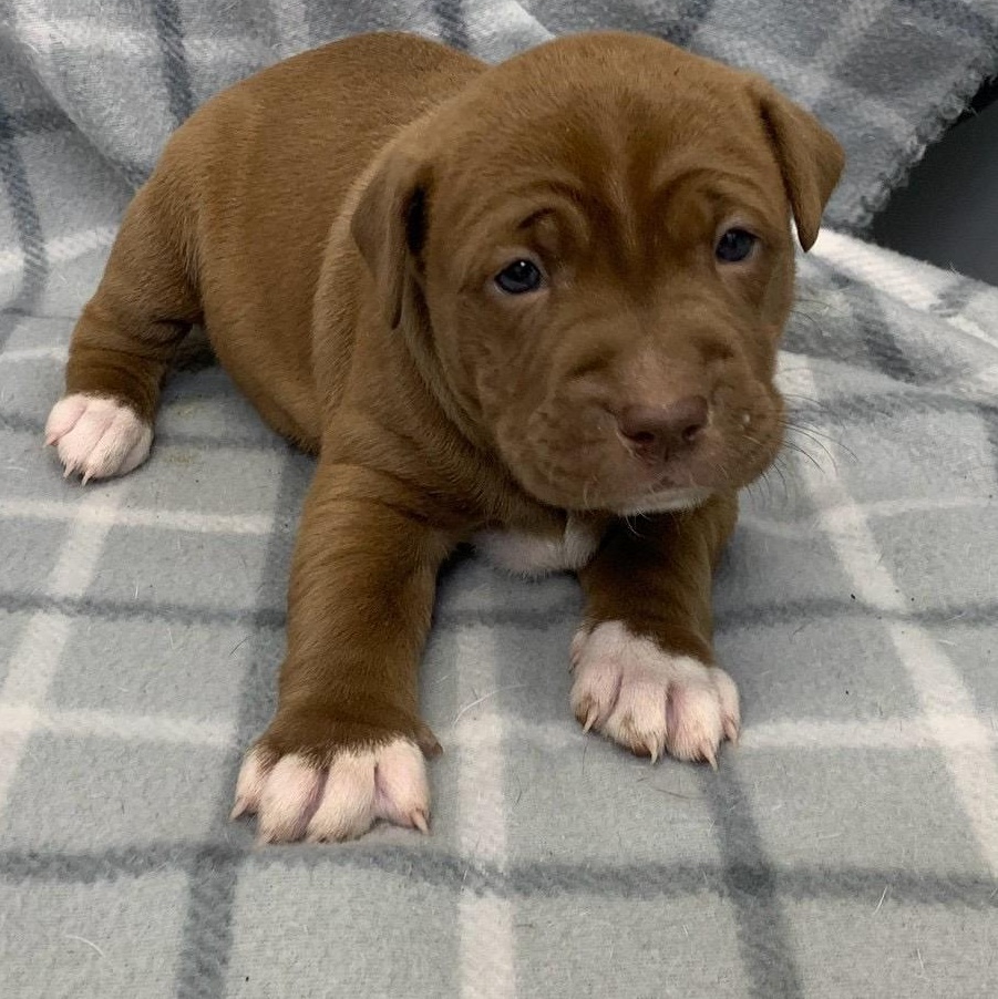 Boops , ADOPTABLE, Puppy Female Staffordshire Bull Terrier.