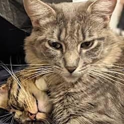 Enlarge Mary (plus Tommy) *COURTESY POST*, a Adoptable mixed breed in Sacramento, CA image 1/4