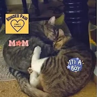 Mary (plus Tommy) *COURTESY POST*, an adoptable Tabby, Domestic Medium Hair in Sacramento, CA, 95834 | Photo Image 2