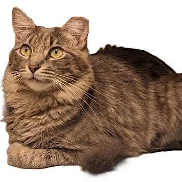 Mary (plus Tommy) *COURTESY POST*, an adoptable Tabby, Domestic Medium Hair in Sacramento, CA, 95834 | Photo Image 1