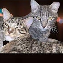 Mary (plus Tommy) *COURTESY POST*, an adoptable Tabby, Domestic Medium Hair in Sacramento, CA, 95834 | Photo Image 4