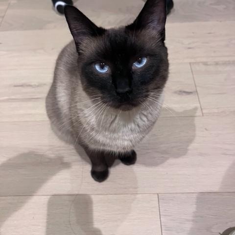 Lucy 2, Adoptable, Young Female Siamese.