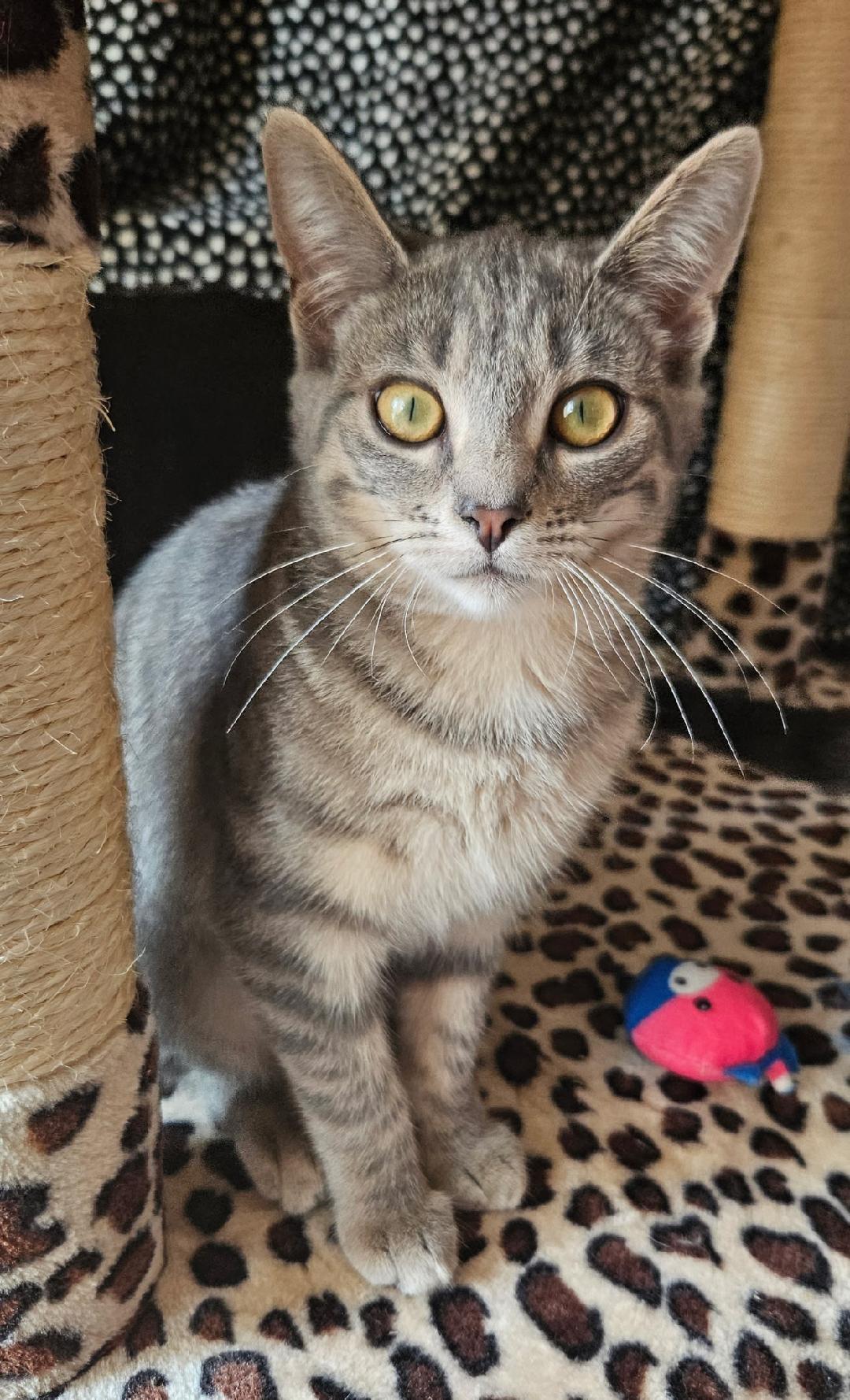Enlarge Astor, an adopted Domestic Short Hair in Evans City, PA image 1/1